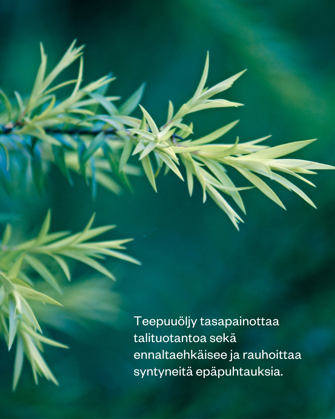 Activated Charcoal aktiivihiili-teepuusaippua rasvoittuvalle ja epäpuhtaalle iholle