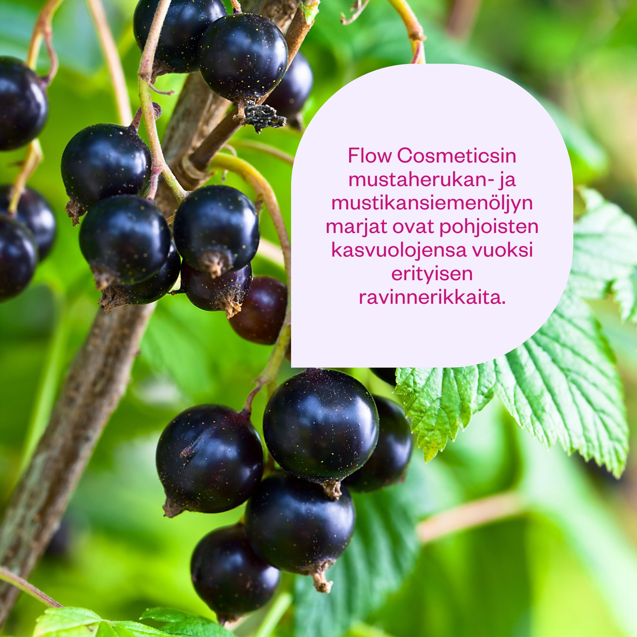 Balm to Milk hellävaraiseen meikinpoistoon