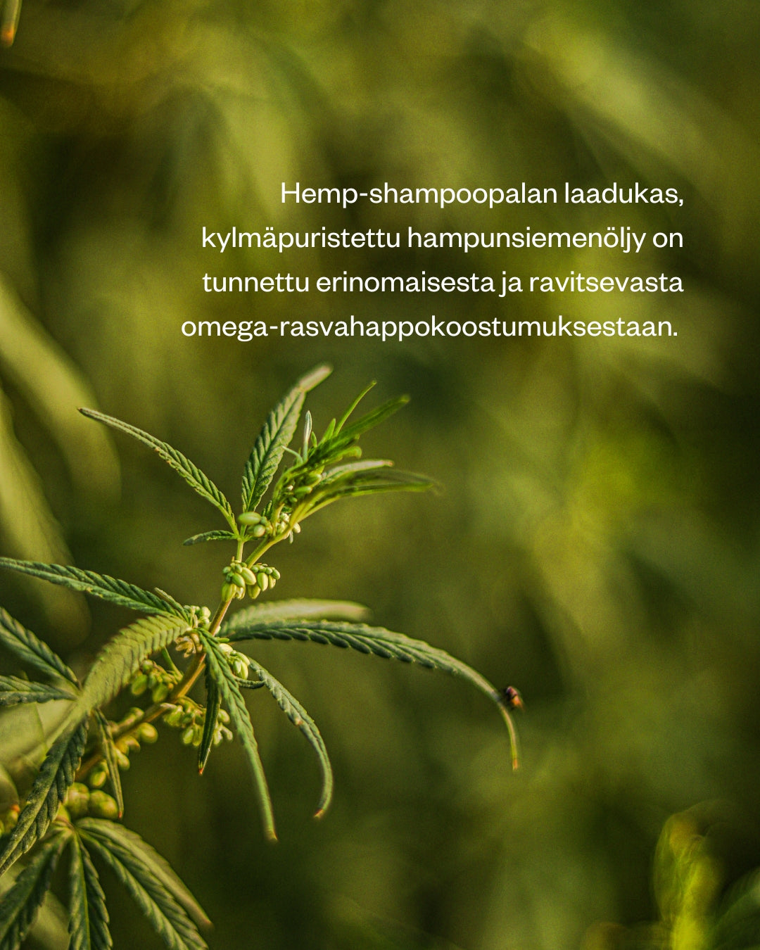 Hemp Shampoo Soap Bar -palashampoo hiuspohjan ongelmiin