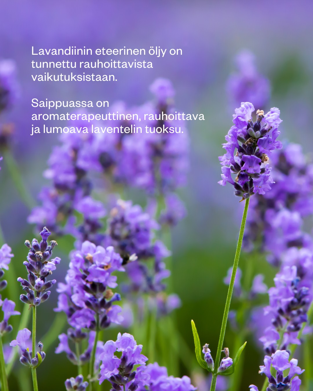 Lavender -palasaippua