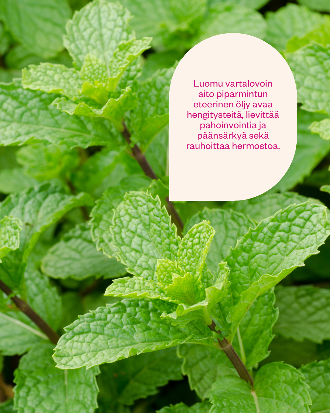 Peppermint Butter yleisvoide kuivalle iholle ja jalkojen virkistykseen