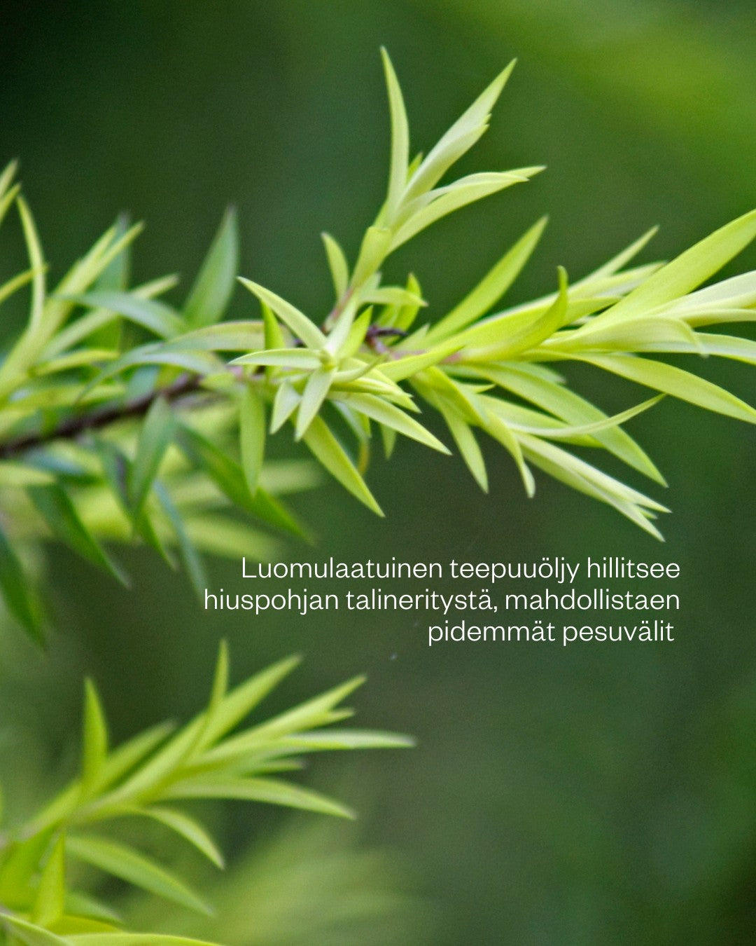 Tea Tree Shampoo Soap Bar teepuu palashampoo rasvoittuville hiuksille