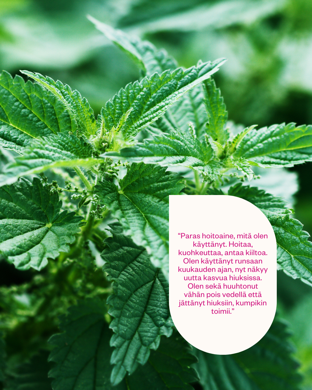 Wild Nettle hoitohuuhde hiuspohjalle ja hiuksille