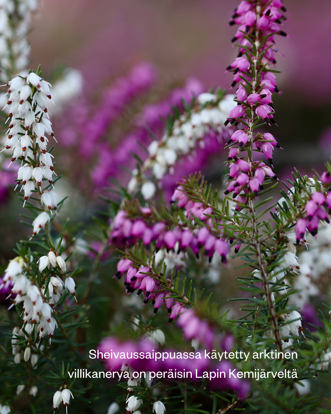 Arctic Heather -sheivaussaippua kasvoille ja vartalolle. Rauhoittava saippua ihokarvojen poistoon niin naisille kuin miehille.