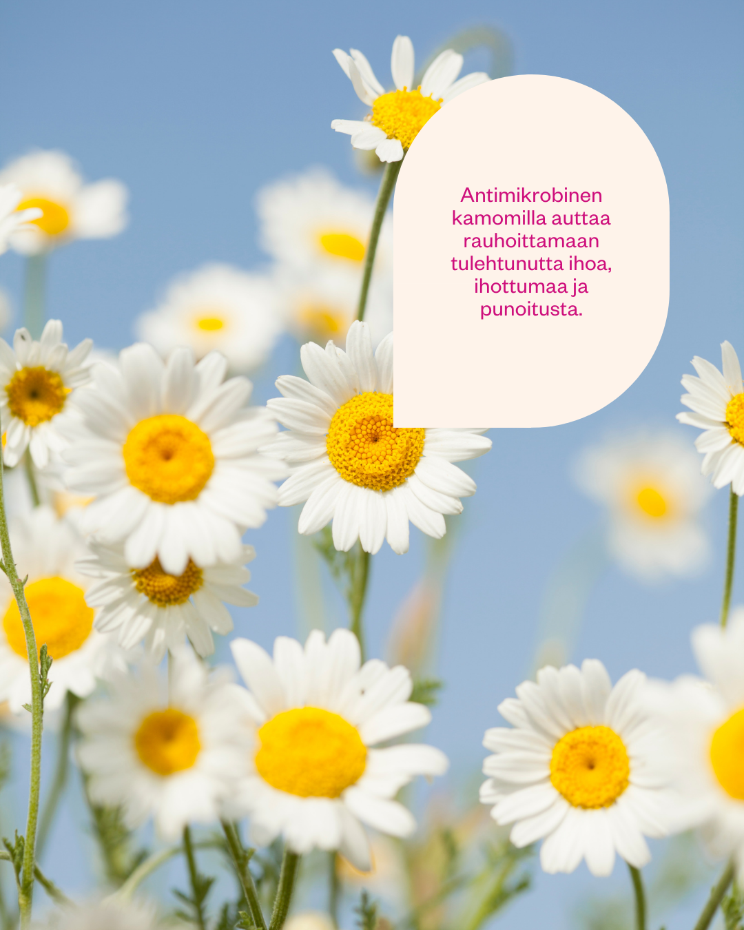 Chamomile & Probiotics -probioottinen luomu kamomillavesi ongelmalliselle iholle