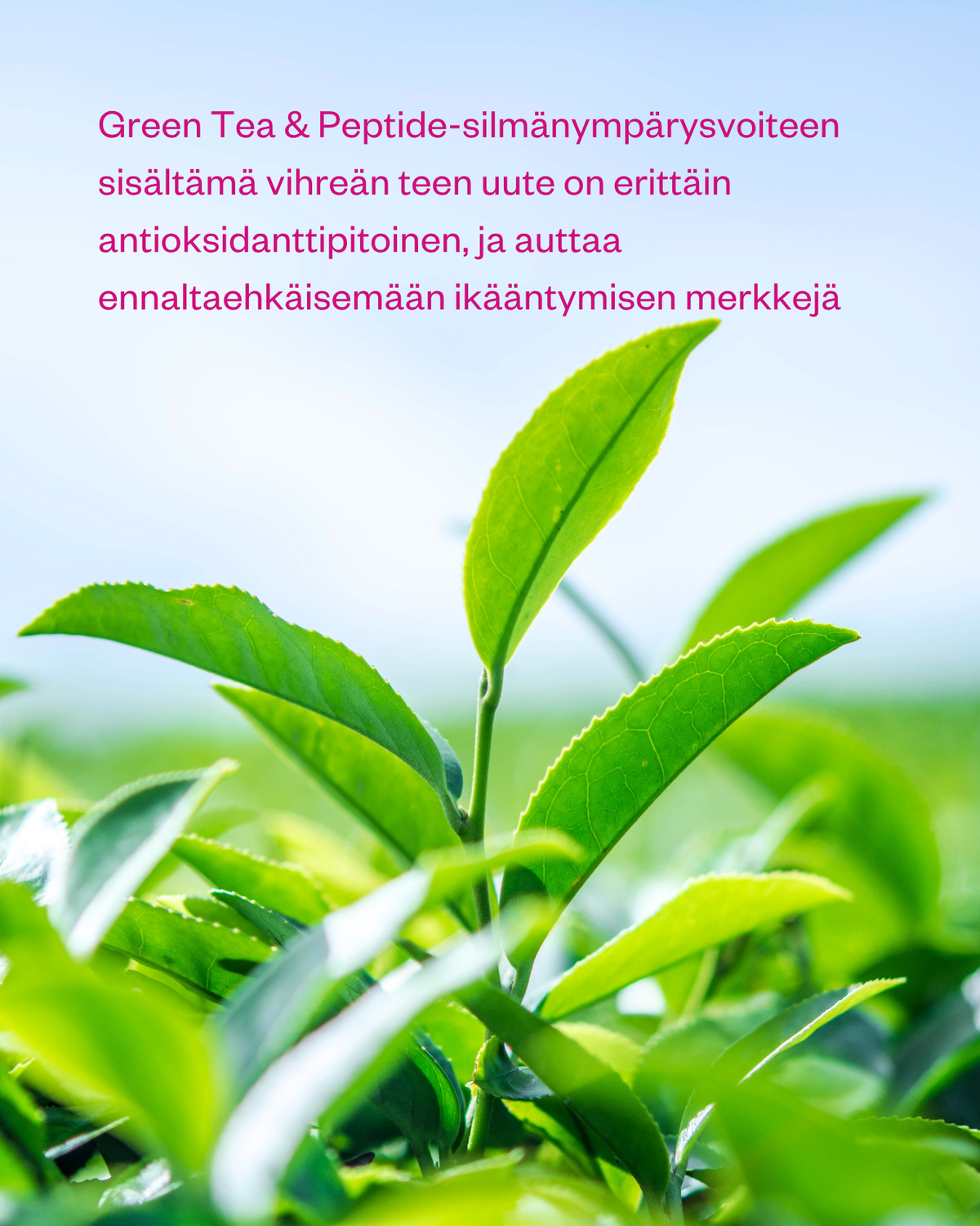 Green Tea & Peptide Eye Cream silmänympärysvoide tummille silmänalusille