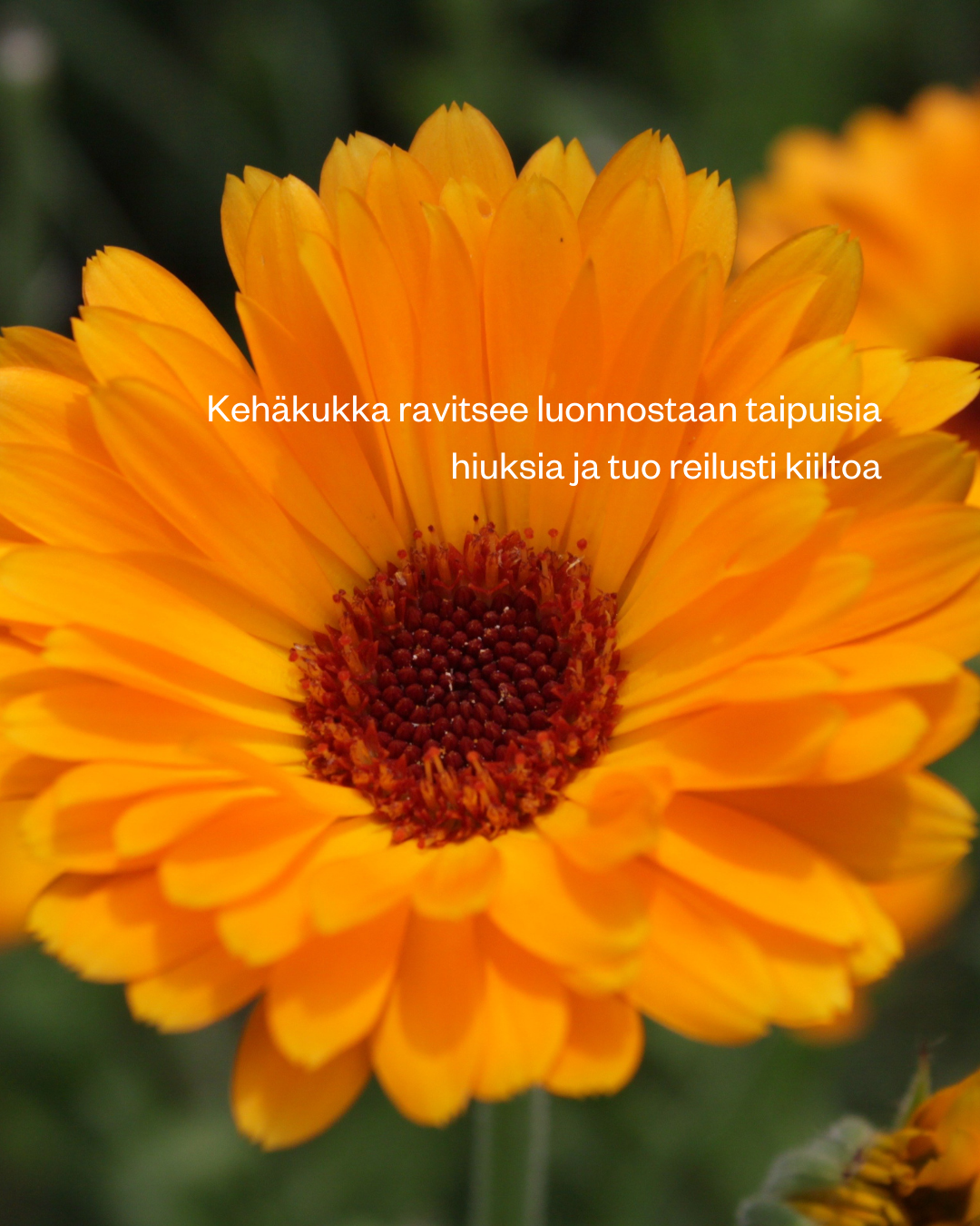 Marigold -palashampoo kuiville ja luonnonkiharoille hiuksille