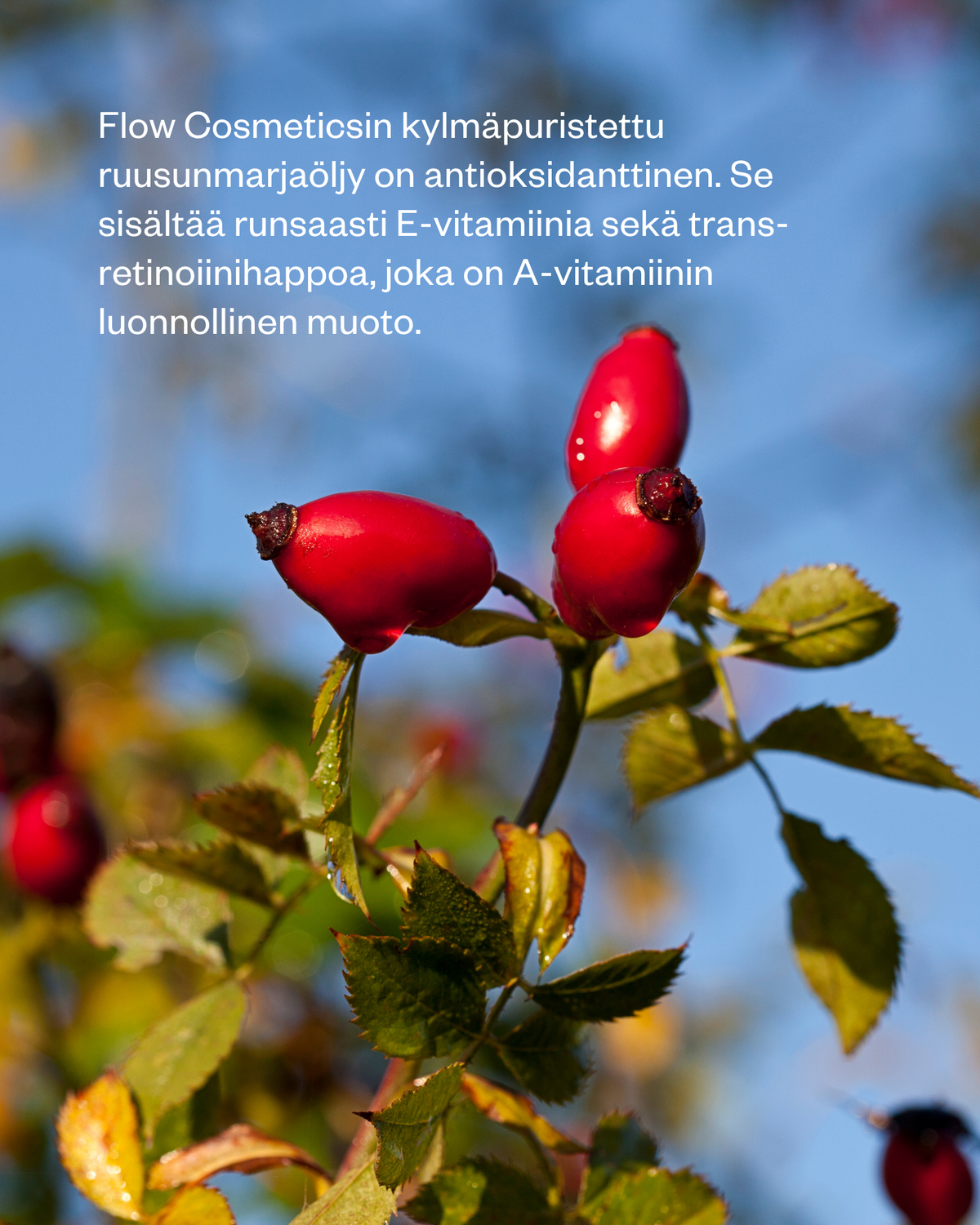 Rosehip Intensive Treatment Oil hoitoöljy herkälle ja haasteelliselle iholle