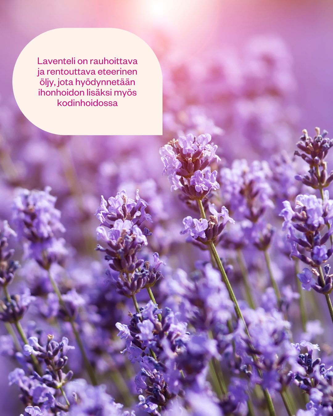 Organic Lavender Essential Oil 15ml 