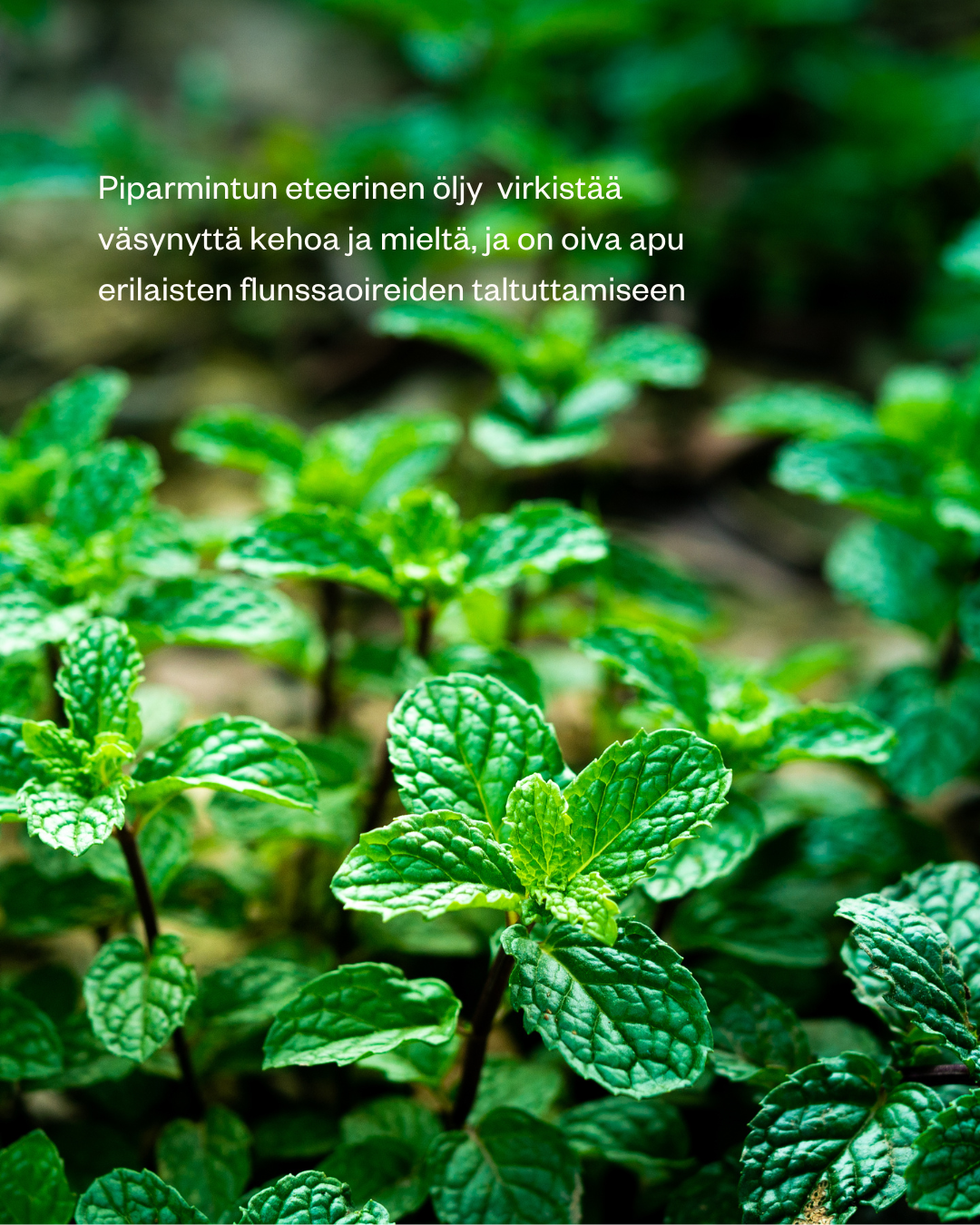 Organic Peppermint Essential Oil 15ml 